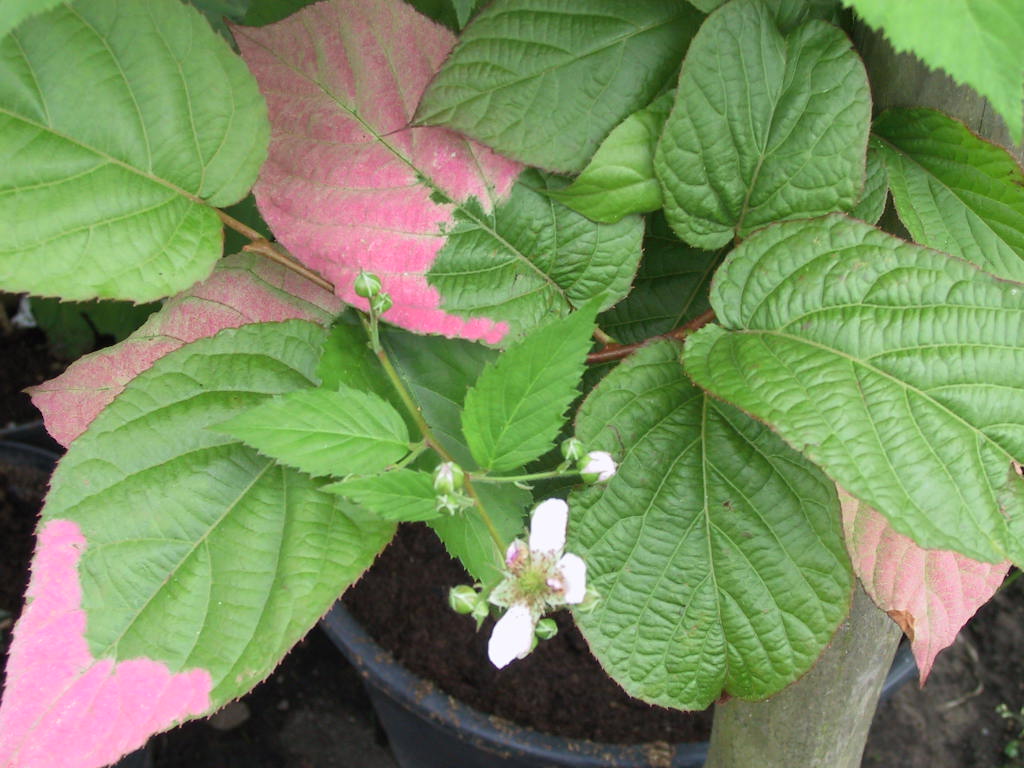 Actinidia kolomikta Blaetter.jpg